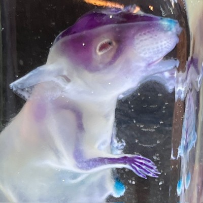 Diaphanie de souris - Mus musculus