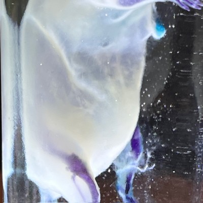 Diaphanie de souris - Mus musculus