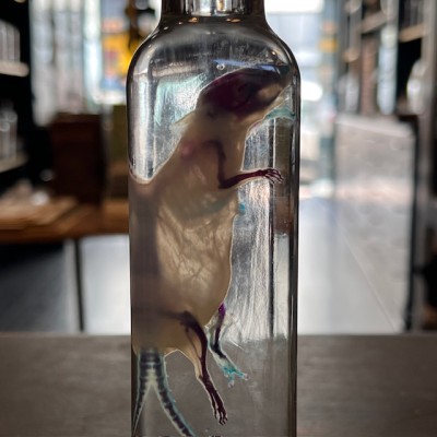 Diaphanie de souris - Mus musculus