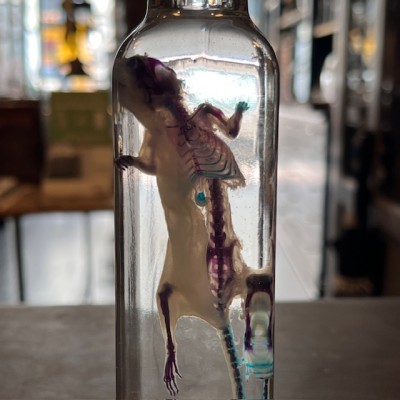 Diaphanie de souris - Mus musculus