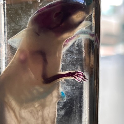 Diaphanie de souris - Mus musculus