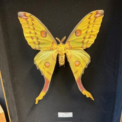 Papillon Comète - Argema mittrei - Boîte entomologique