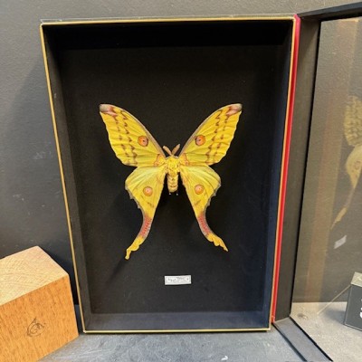 Papillon Comète - Argema mittrei - Boîte entomologique