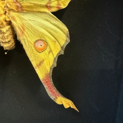 Papillon Comète - Argema mittrei - Boîte entomologique