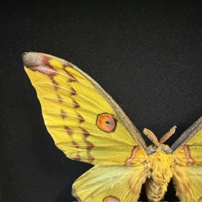 Papillon Comète - Argema mittrei - Boîte entomologique