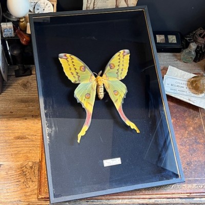 Papillon Comète - Argema mittrei - Boîte entomologique