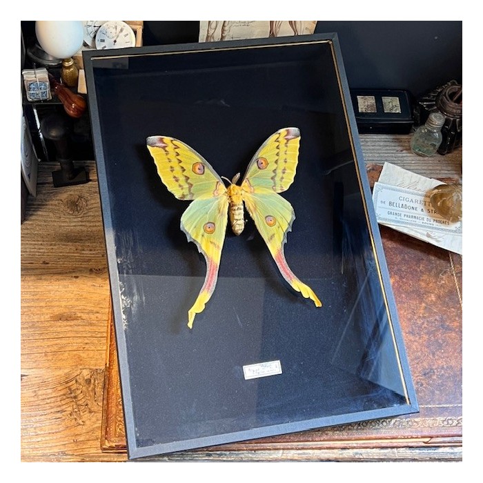Papillon Comète - Argema mittrei - Boîte entomologique Papillon Comète - Argema mittrei - Boîte entomologique