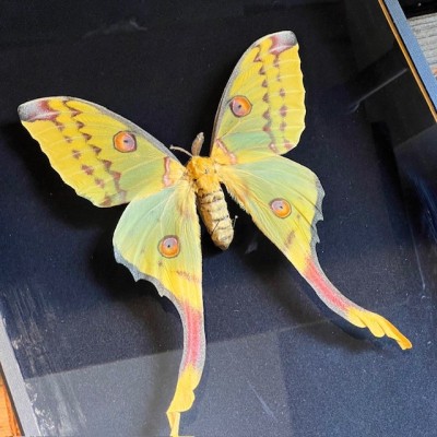 Papillon Comète - Argema mittrei - Boîte entomologique