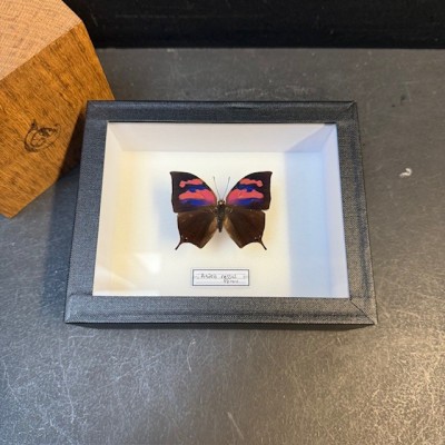 Entomological box- Anaea nessus butterfly
