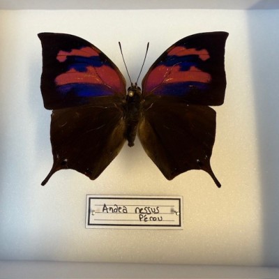 Papillon Anaea nessus - Boite entomologique