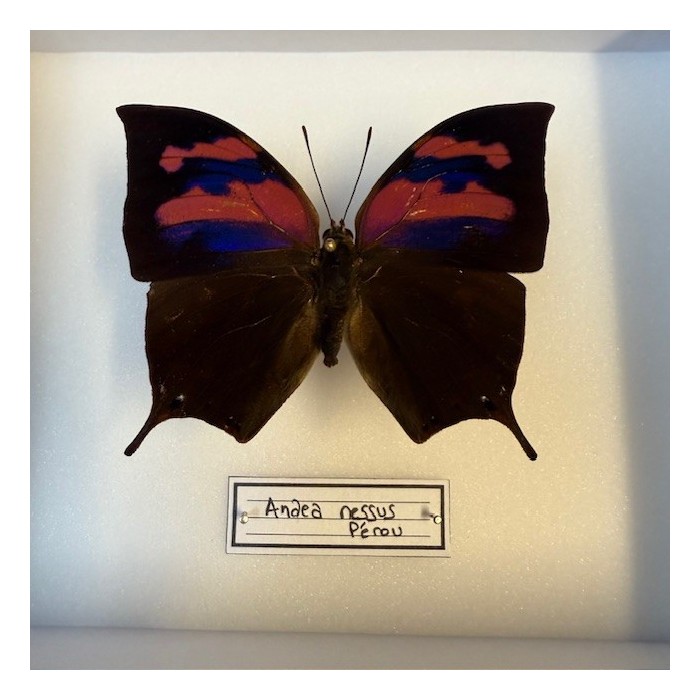 Entomological box- Anaea nessus butterfly