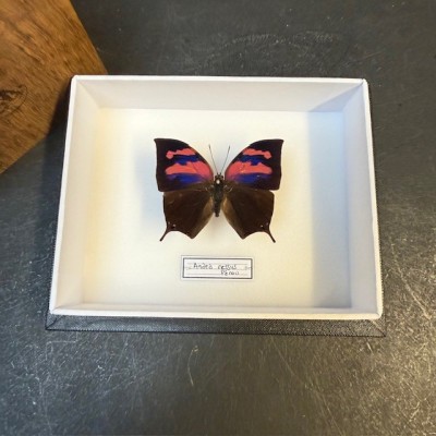 Entomological box- Anaea nessus butterfly
