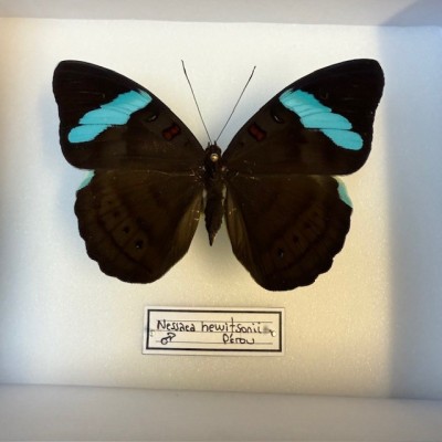 Papillon Nessaea hewitsonii - Boite entomologique