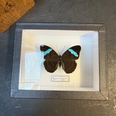 Entomological box- Nessaea hewitsonii butterfly