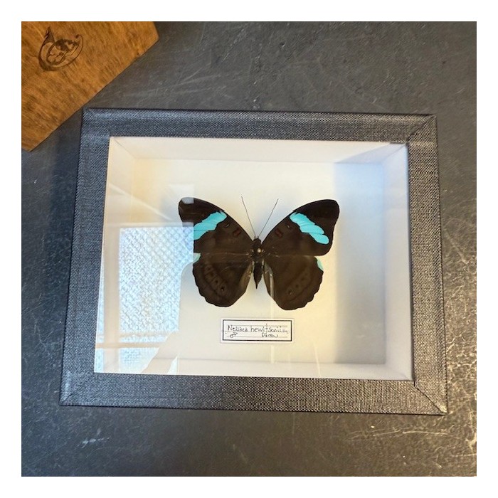 Papillon Nessaea hewitsonii - Boite entomologique