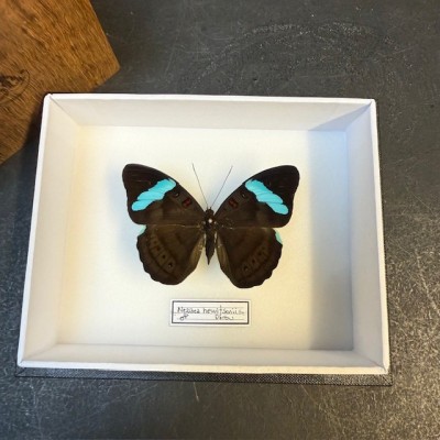 Papillon Nessaea hewitsonii - Boite entomologique