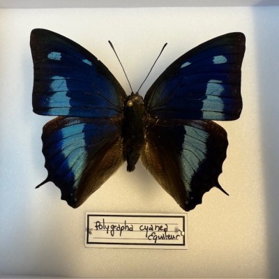 Papillon Polygrapha cyanea - Boite entomologique