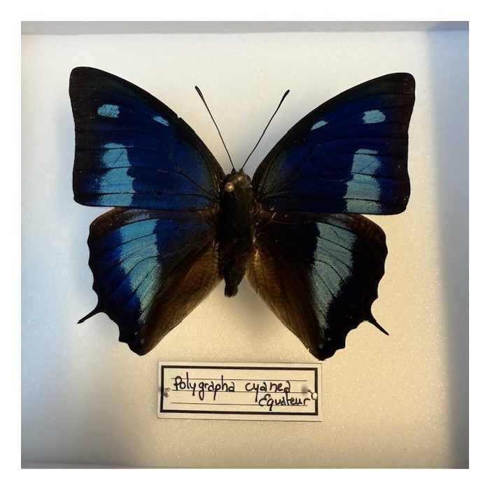 Papillon Polygrapha cyanea - Boite entomologique Papillon Polygrapha cyanea - Boite entomologique