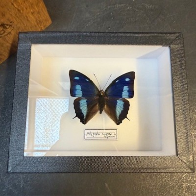 Papillon Polygrapha cyanea - Boite entomologique