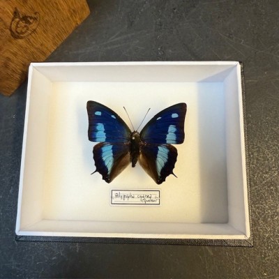 Papillon Polygrapha cyanea - Boite entomologique