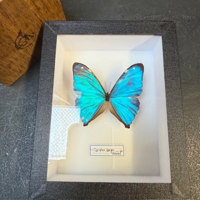 Entomological Box - Morpho aega butterfly
