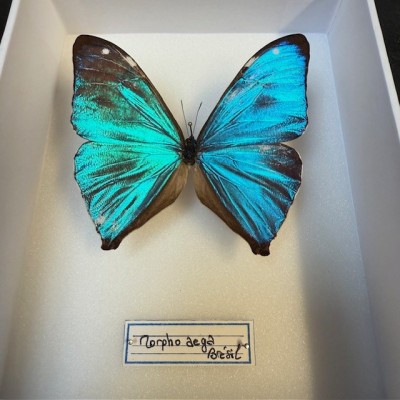 Entomological Box - Morpho aega butterfly