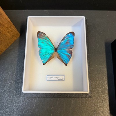 Entomological Box - Morpho aega butterfly
