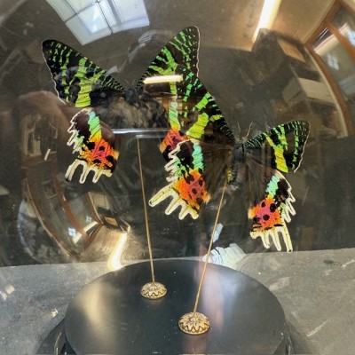 Papillons du Soleil Couchant - Chrysiridia rhipheus en boule de verre