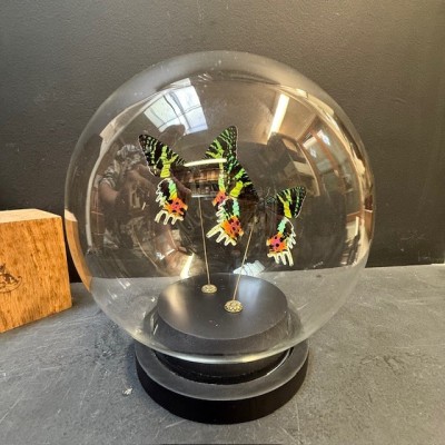 Papillons du Soleil Couchant - Chrysiridia rhipheus en boule de verre