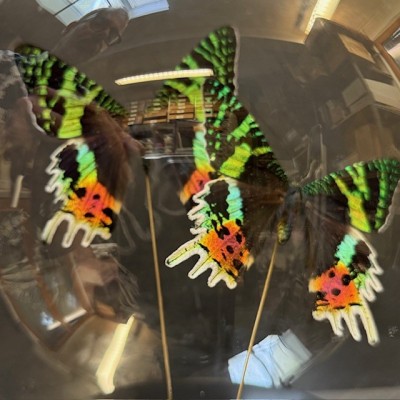 Papillons du Soleil Couchant - Chrysiridia rhipheus en boule de verre