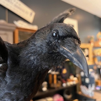Crow on pedestal - Corvus corone
