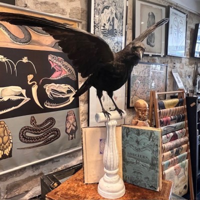 Crow on pedestal - Corvus corone