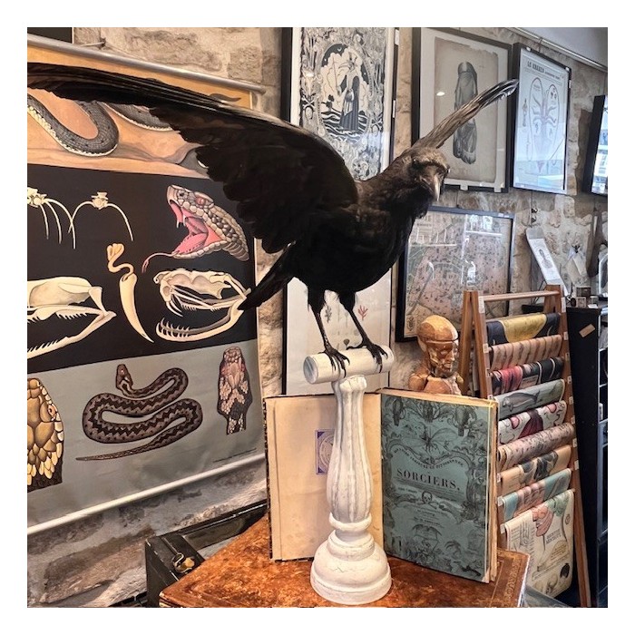 Corneille noire sur perchoir - Corvus corone