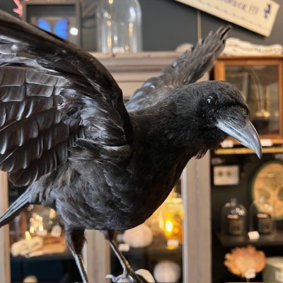 Crow on pedestal - Corvus corone
