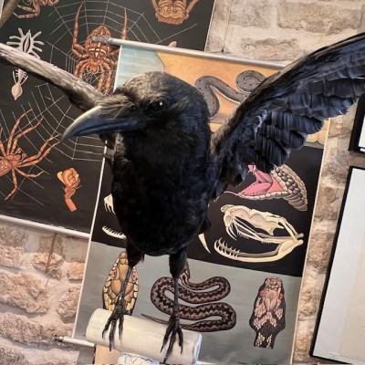 Crow on pedestal - Corvus corone