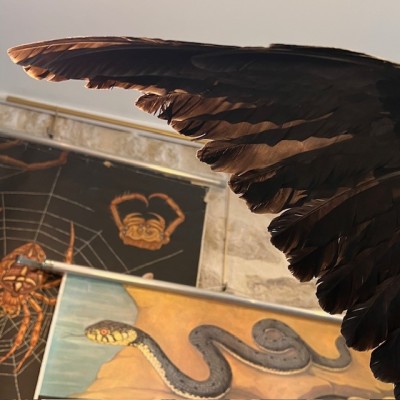 Crow on pedestal - Corvus corone