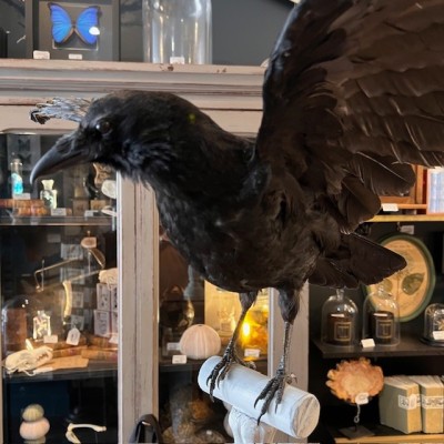 Crow on pedestal - Corvus corone