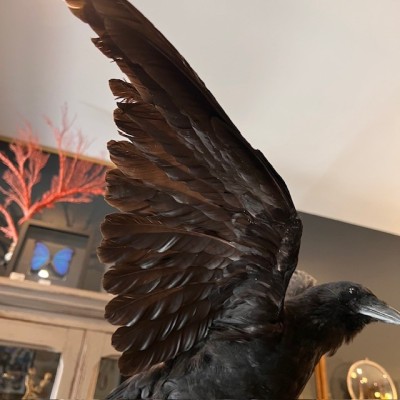 Crow on pedestal - Corvus corone