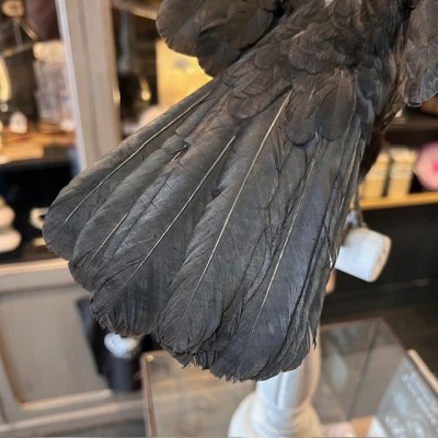 Corneille noire sur perchoir - Corvus corone