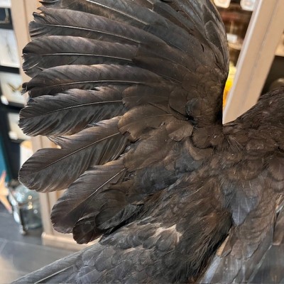 Corneille noire sur perchoir - Corvus corone