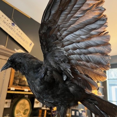 Crow on pedestal - Corvus corone