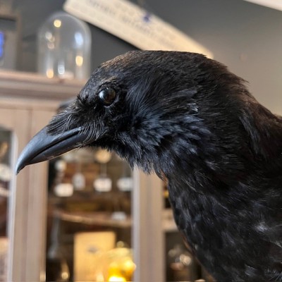 Crow on pedestal - Corvus corone