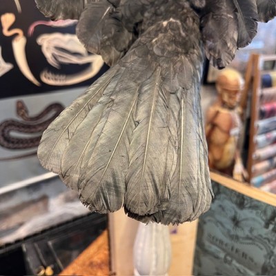 Corneille noire sur perchoir - Corvus corone