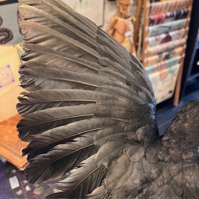 Corneille noire sur perchoir - Corvus corone