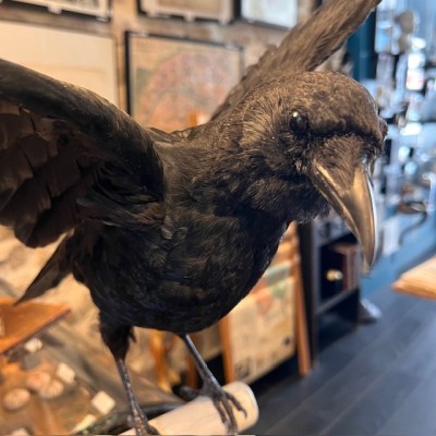 Crow on pedestal - Corvus corone