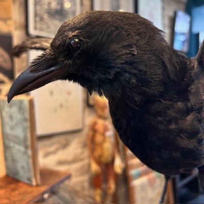 Crow on pedestal - Corvus corone