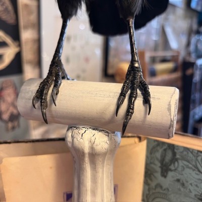 Crow on pedestal - Corvus corone