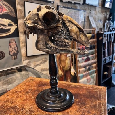 Crâne de mouton médicalisé sur socle - Ovis aries