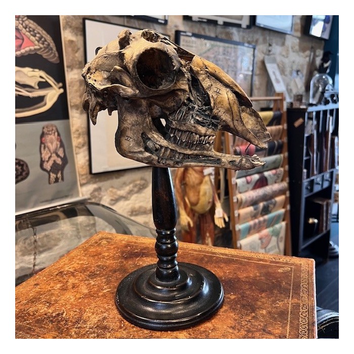 Medicalized sheep skull on a base - Ovis aries