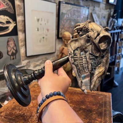 Crâne de mouton médicalisé sur socle - Ovis aries